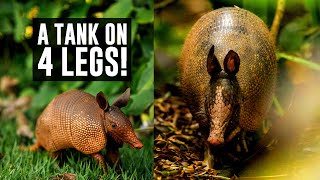 We look at the wonderful world of armadillos [upl. by Milla]