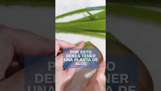 ¿Tienes una planta de aloe vera en casa Mira todo lo que puedes hacer Shorts [upl. by Airdnaid333]