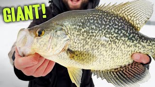 Ice Fishing GIANT CRAPPIES Using Livescope  PB BROKEN [upl. by Bilow]