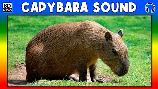 🐗 CAPYBARA SOUND  CAPYBARA SOUND EFFECT  SOUND OF CAPYBARA  NOISE OF CAPYBARA [upl. by Conni]