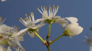 Blackthorn flowers opening springtime time lapse Prunus spinosa 4K [upl. by Corie948]