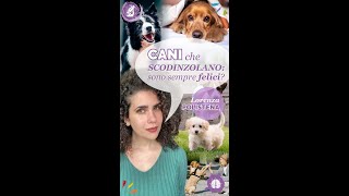 Cani che scodinzolano sono sempre felici [upl. by Sirovaj]