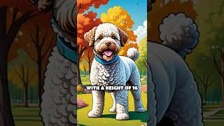 The Comedic Lagotto Romagnolo [upl. by Larok]