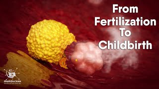 from fertilization to childbirth  3d medical animation  by Dandelion Team [upl. by Camilo308]