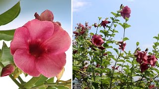 How To GROW amp CARE For Allamanda In Pot SUCCESSFULLY [upl. by Seda]