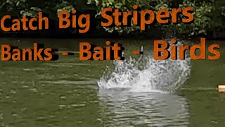 Catch Big Stripers Banks  Bait  Birds [upl. by Casandra748]