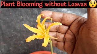 How to grow and care Nerine Lily  Nerine Lily Bulbs Plantation  Lily Flower [upl. by Leahcimal]