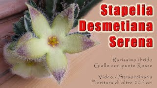 Stapelia Desmetiana Serena  Asclepiadaceae [upl. by Ellivro347]