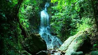 Flowing Waterfall in the Jungle – Relaxing Soundscape for Deep Sleep  Water Sounds Relaxing 🕊🕊🍃🍃🍃🍃🍃 [upl. by Boeschen]