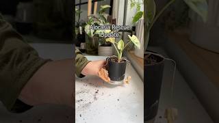 Alocasia Update shorts garden indoorplants diy propagation plantcare plants houseplants [upl. by Zul]