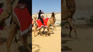 The beautiful camels of Thar shorts shortvideo youtubeshorts [upl. by Hildagard502]