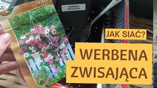 Jak siać werbenę zwisającą Wysiew werbeny doniczkowej zwisłej Kiedy siać werbenę do doniczek [upl. by Ahsat362]