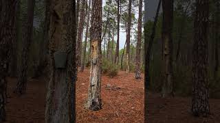 Pinus pinaster  Maritime Pine Resin production nature hiking relax [upl. by Ysus]