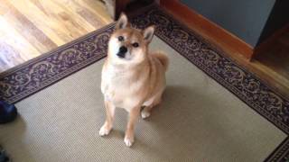 Shiba Inu tells owner quotlets go for a walkquot [upl. by Anyah32]