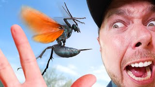 The new WORST STING GIANT Tarantula Hawk [upl. by Clance420]