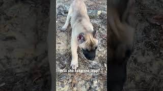 Presa Canario puppy nervous [upl. by Hanna149]