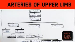 Arteries of the Upper Limb  Flow Chart  Easily explained in Hindi  Anatomy  Blood Circulation [upl. by Adlai]