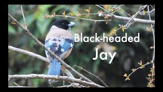 Majestic BlackHeaded Jay Calls Up Close and Personal [upl. by Nev]