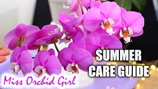 Phalaenopsis Orchids Summer Care  Detailed care guide for Orchid beginners [upl. by Eagle]