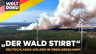 KAMPF GEGEN WALDSTERBEN Deutschlands Wald stirbt  Neue Baumarten gegen den Klimawandel  WELT Doku [upl. by Orlov]