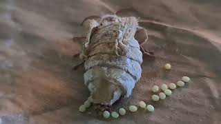 Silkworm Moth Lays Eggs [upl. by Burke]