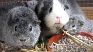 Silver Agouti Rex Guinea Pigs Meerschweinchen Jungtierschau KTZV Basel [upl. by Devine530]