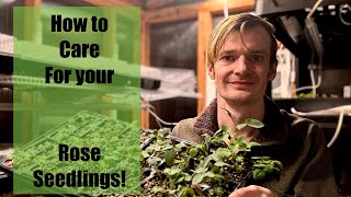 How to grow roses from seed Caring for rose seedlings [upl. by Narol]