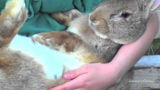 Big Flemish Giant Bunny Rabbit and Girl [upl. by Chamkis]