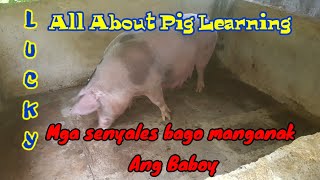 Senyales na Manganganak na Ang ating inahinbaboy [upl. by Nipahc]