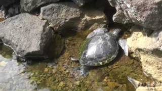 Satoalepai Swimming with Turtles  Savaii Samoa [upl. by Eninaej]