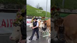 Switzerland Cow Parades ✨ [upl. by Pietrek]