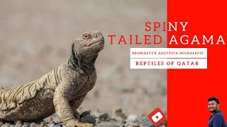 Reptiles of Qatar  SpinyTailed Agama [upl. by Secor]