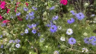 Plant Profile Nigella LoveinaMist [upl. by Aniaj]