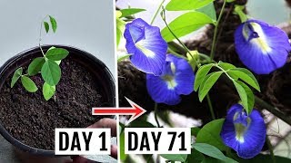 How to Grow amp Care for Butterfly Pea Plant Complete Growing GUIDE [upl. by Eelatsyrc340]