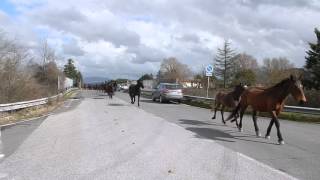 La Mandria di Manlio Fani Lasfalto [upl. by Acimaj]