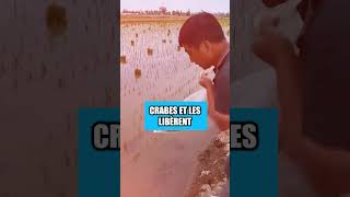 Les Chinois Utilisent des Crabes pour Cultiver du Riz [upl. by Samaj530]