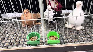 Rynek targ Wysokie Mazowiecki 23032024 🕊gołębie ptaki królik kury pigeons market rabbit [upl. by Hako]