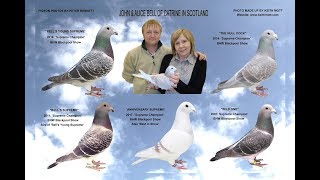 Video 372 quotPigeon Talkquot with John amp Alice Bell of Catrine Show Pigeons [upl. by Jedediah695]