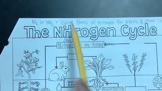 Nitrogen cycle [upl. by Esile956]