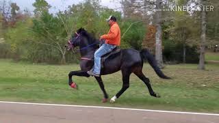 The Fastest Speed Racking Horse In Mississippi Bring Out The Big Gunz [upl. by Vardon]