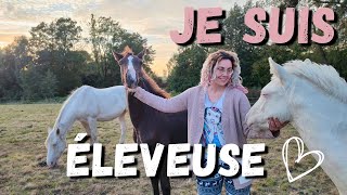 LE DÉBUT DE LAVENTURE  Mon élevage de chevaux ✨ [upl. by Einehpets796]