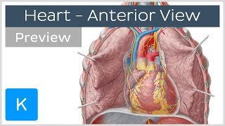 Anterior View of the Human Heart preview  Human Anatomy  Kenhub [upl. by Tnahs340]