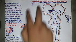 Cerebrospinal Fluid  CSF  Circulation  Ventricles of the Brain  Neuroanatomy amp physiologyBangla [upl. by Lucic363]