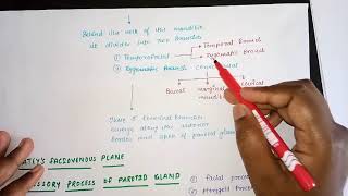 Parotid Gland  structure within the parotid gland Blood supply nerve supply in Hindi [upl. by Trubow]