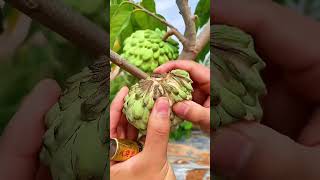 Beautiful fruits farmer enjoy shorts new nature fruits garden vegetables foryou shortvideo [upl. by Odey546]