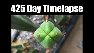 Trichocereus Bridgesii 425 Day Timelapse [upl. by Eural163]