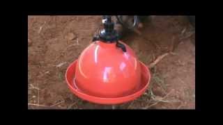 Automatic drinkers for giving chickens water in a poultry house Commentary in Venda [upl. by Puna]