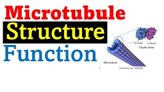 Microtubule structure and function [upl. by Sharron]