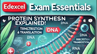 Edexcel IgcseIal protein synthesis detailed explanation [upl. by Venu]