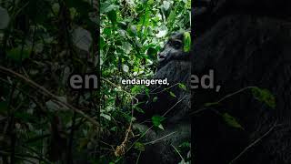 5 Endangered Species You Need to Know EndangeredAnimals WildlifeConservation SaveWildlife Shorts [upl. by Eilagam]